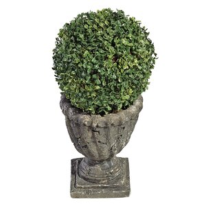 Boxwood Ball Floor Plant in Urn