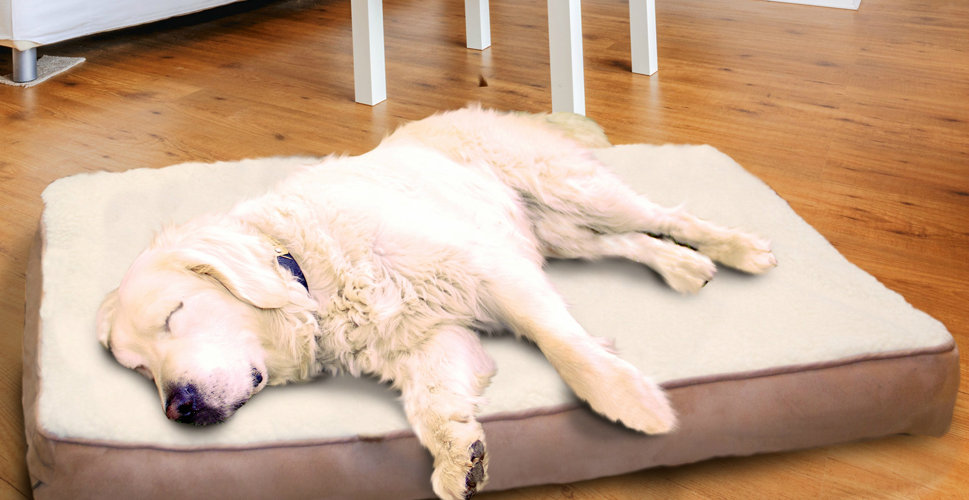 Dog Beds You'll Love Wayfair.ca