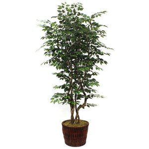 Ficus Tree in Basket