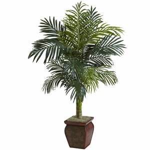 Buy Palm in Decorative Vase!