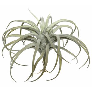 Tillandsia Stem