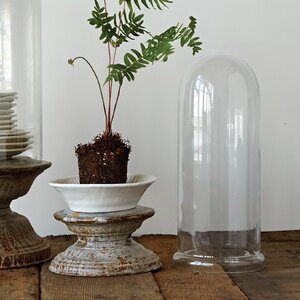 Botanist Glass Cloche