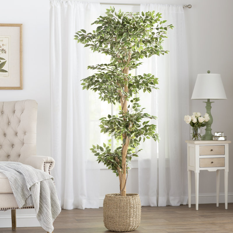 Darby Home Co Variegated Ficus Tree in Pot & Reviews Wayfair