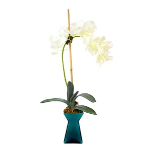 Vanda Orchid Vase