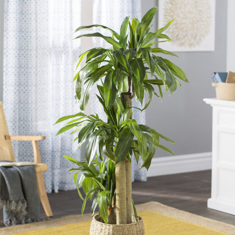 Corn Stalk Dracaena Silk Floor Plant in Pot &amp; Reviews