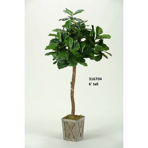 Fiddle Leaf Fig Tree in Planter