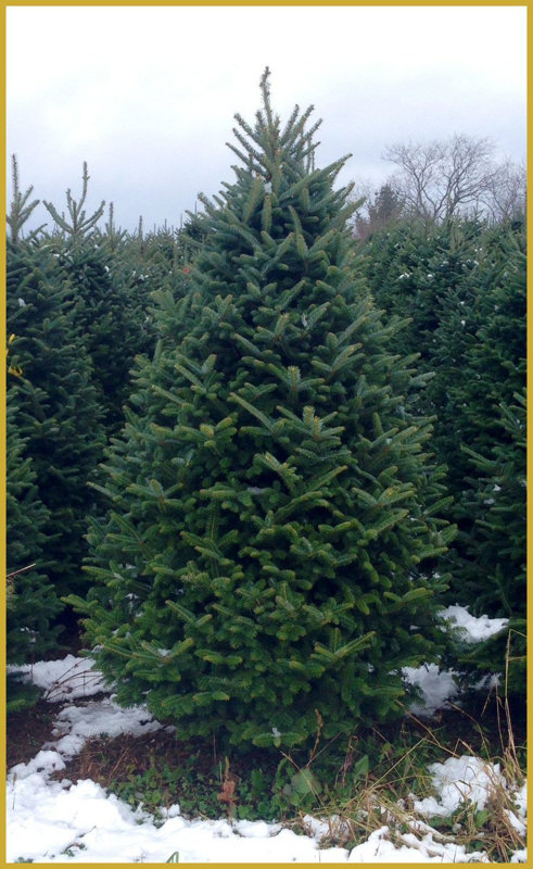 real christmas trees delivered fresh fraser fir christmas real christmas trees delivered fresh fraser fir christmas
