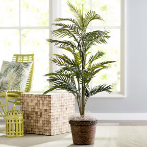 Bermudiana Palm Tree in Basket