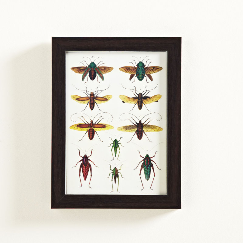 Birch Lane™ Insect Study Framed Graphic Art Print & Reviews Birch Lane