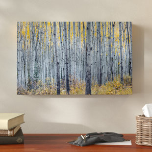 Aspen Trees Wall Art Wayfair Forest Of Aspen Trees Photographic Print On Wred Canvas