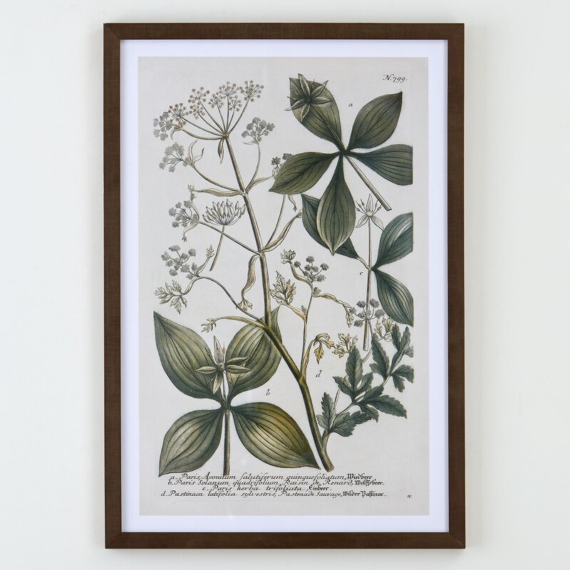 Birch Lane™ Classic Botanical Framed Print & Reviews  Birch Lane