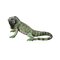 Design Toscano Iggy The Iguana Statue & Reviews | Wayfair