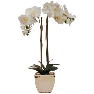 Faux Orchid Arrangements Wayfair Faux Phalaenopsis Orchid Fl Arrangement In Pot