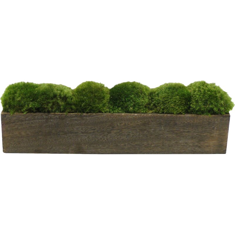 Moss in Planter & Reviews | Birch Lane