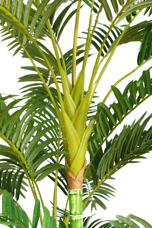 Wildon Home ® Palm Tree Plant & Reviews | Wayfair