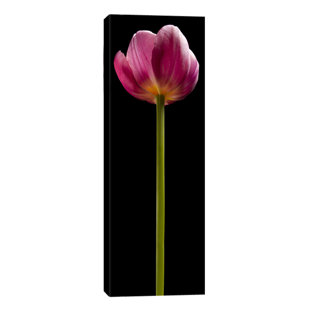 Tall Skinny Wall Art Wayfair Tall Purple Tulip By Barry Seidman Photographic Print On Wred Canvas