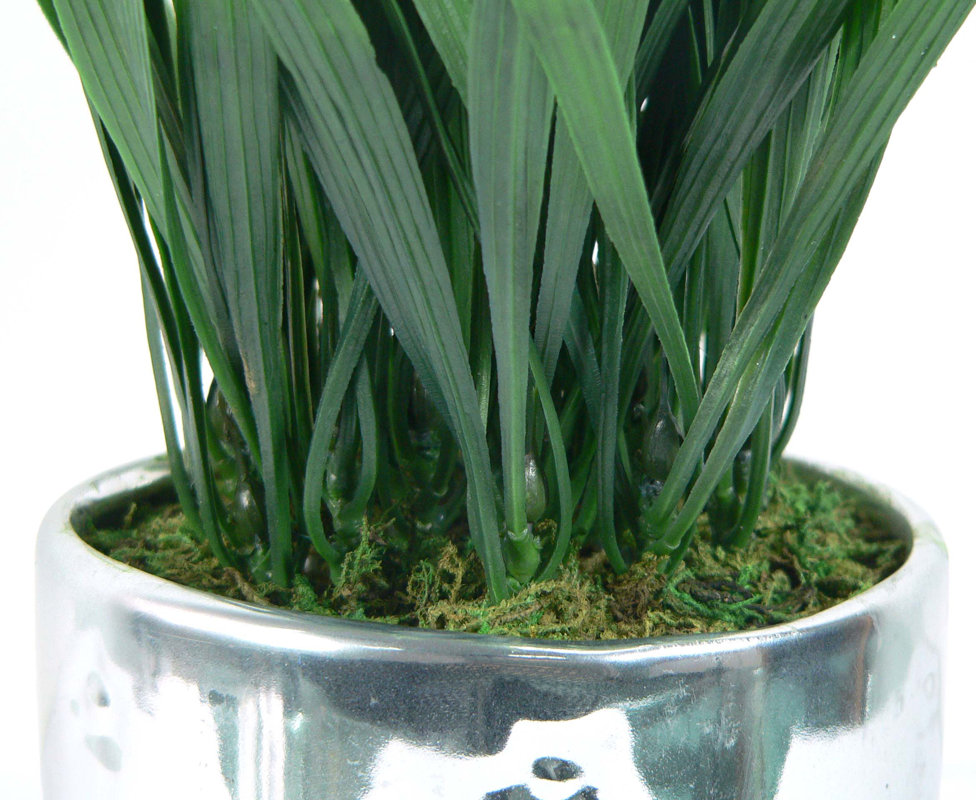 Wildon Home ® Grass in Round Ceramic Pot & Reviews Wayfair