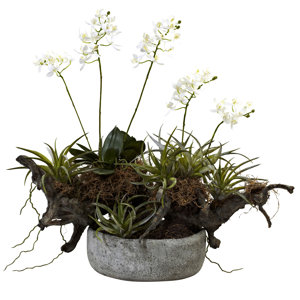 Orchid and Succulent Garden with Driftwood and Decorative Vase