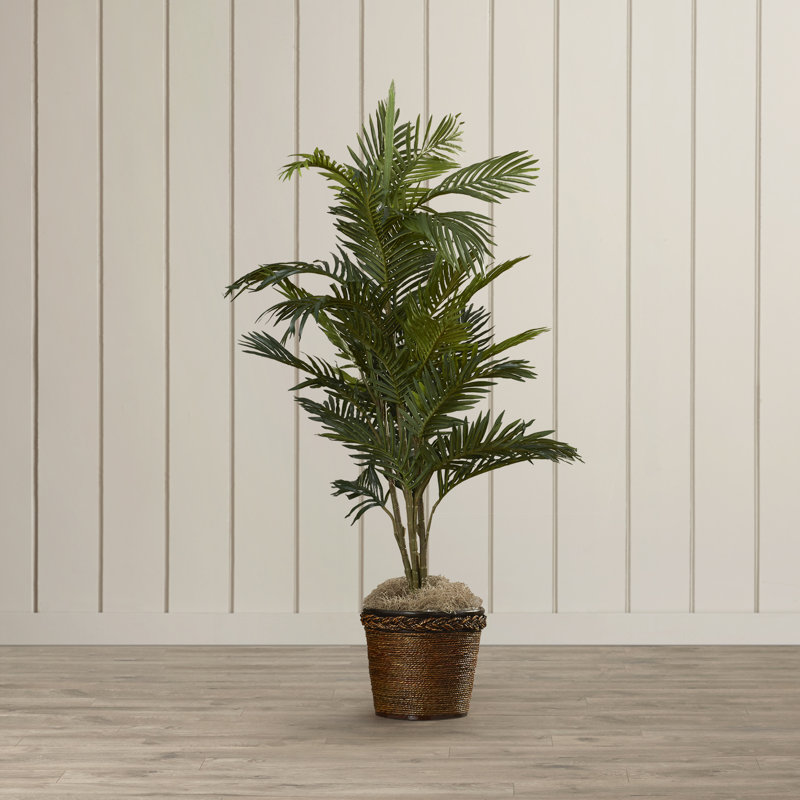 Beachcrest Home Bermudiana Palm Tree in Basket & Reviews Wayfair