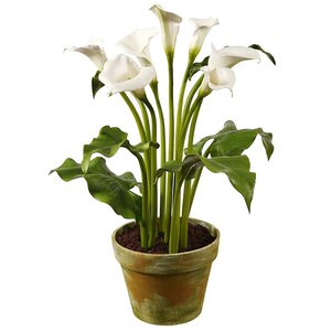 Calla Lily Floral Arrangement in Pot