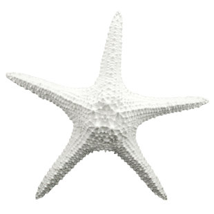 White Starfish Wall Decor Wayfair Starfish Wall Décor