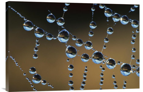East Urban Home Raindrops On A Spider Web New Zealand