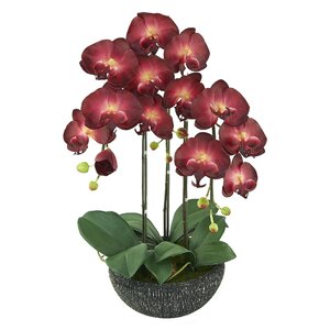 Phalaenopsis Orchid Floral Arrangement in Pot