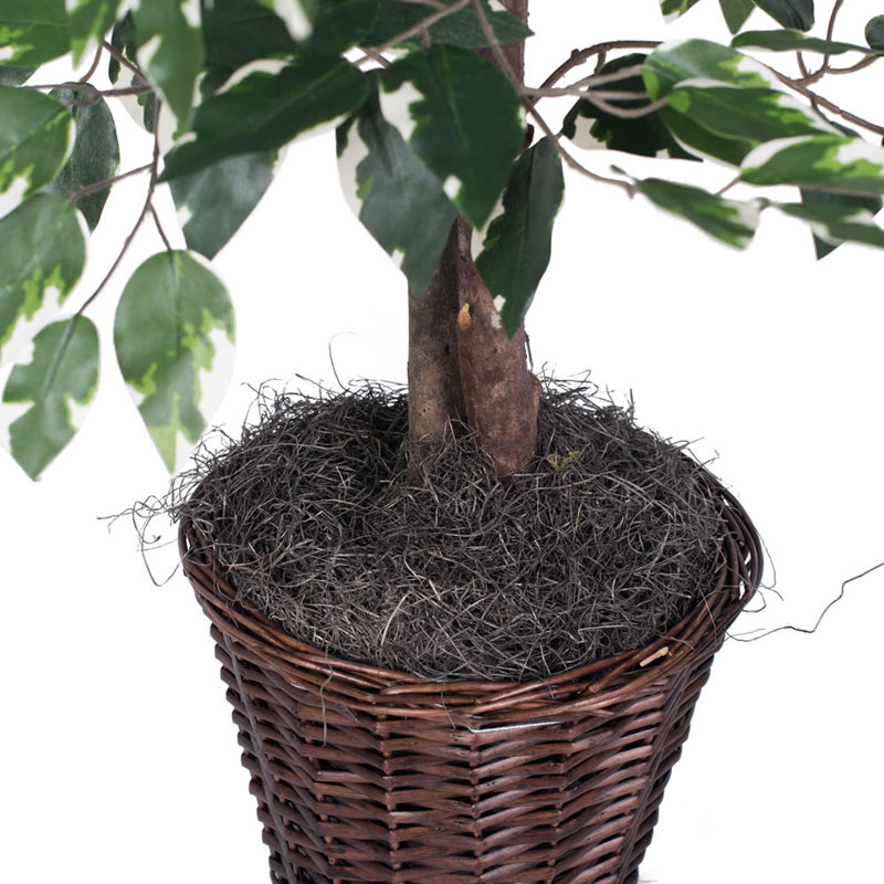 Charlton Home Variegated Ficus Tree in Basket & Reviews Wayfair