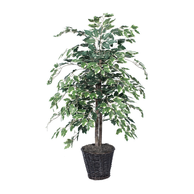 Variegated Ficus Tree in Basket & Reviews Joss & Main