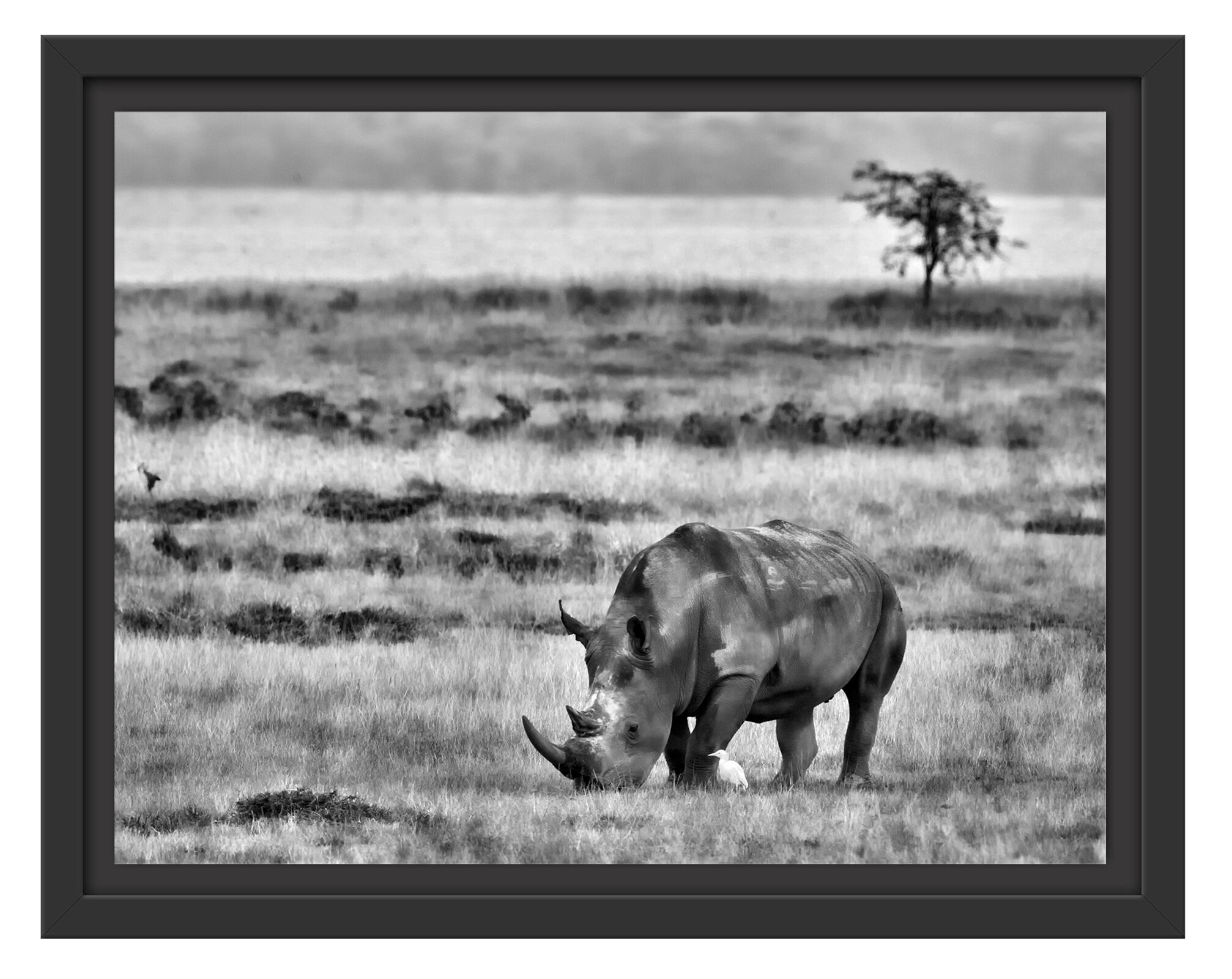 CANVAS Black Rhinoceros Eating on Savanna Art print POSTER