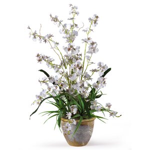 Dancing Lady Orchid Flowers in White