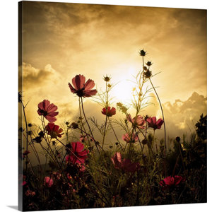 'Watching the Sun' Photographic Print on Canvas