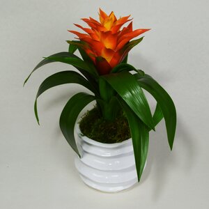 Bromeliad Floral Arrangement