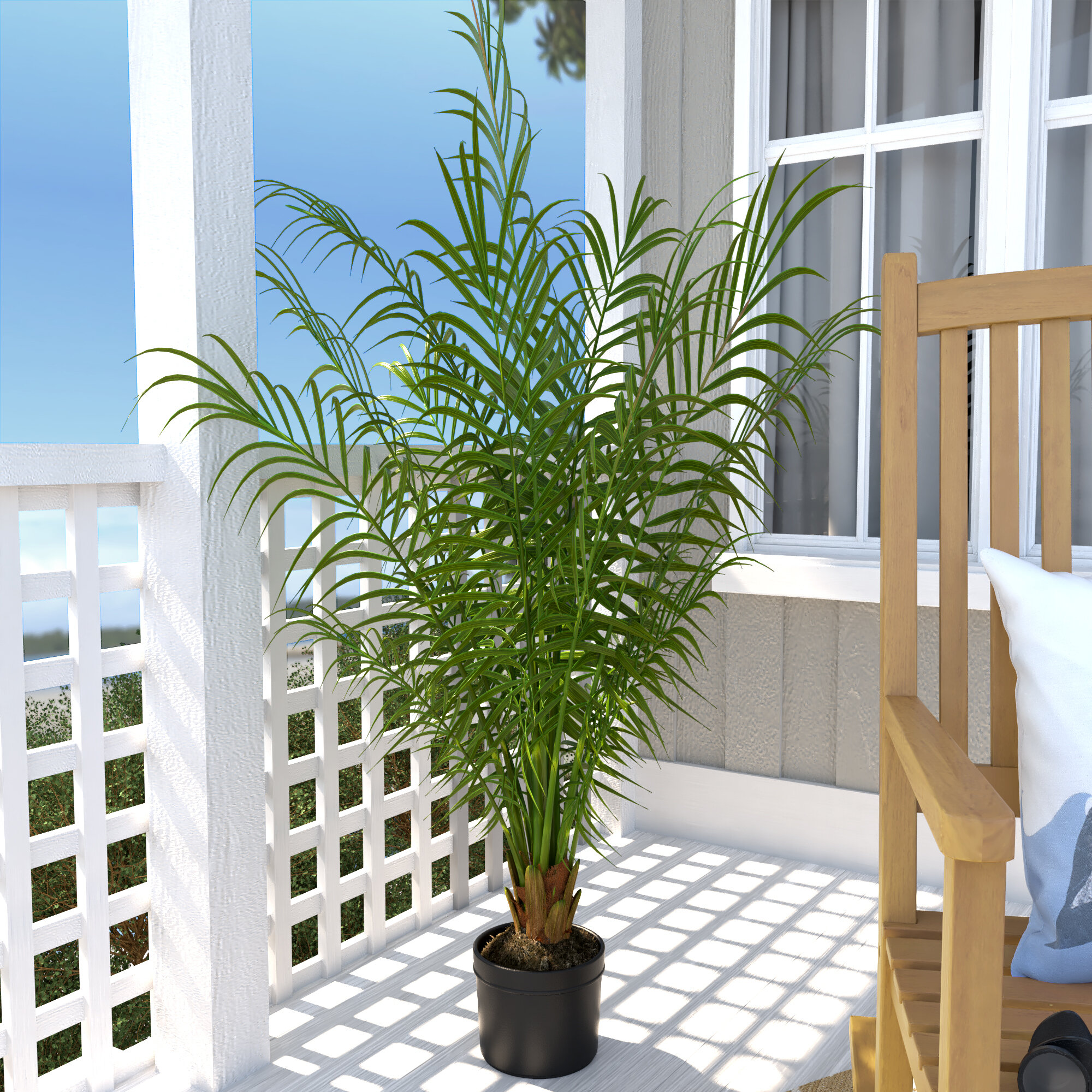 Пальмовое дерево комнатное
