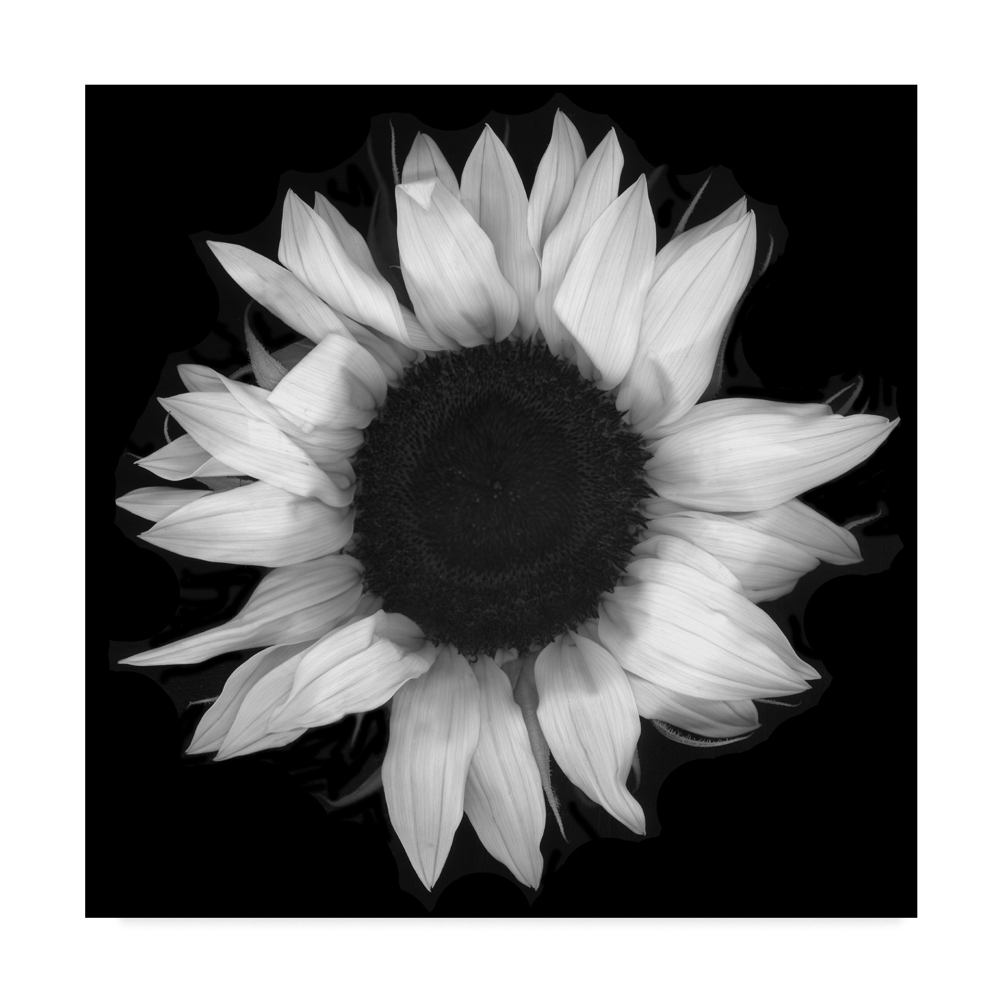 Trademark Art Sunflower 1 Black And White Graphic Art Print Trademark Art Sunflower 1 Black And White Graphic Art Print
