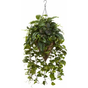 Vining Mixed Greens Hanging Plant in Basket