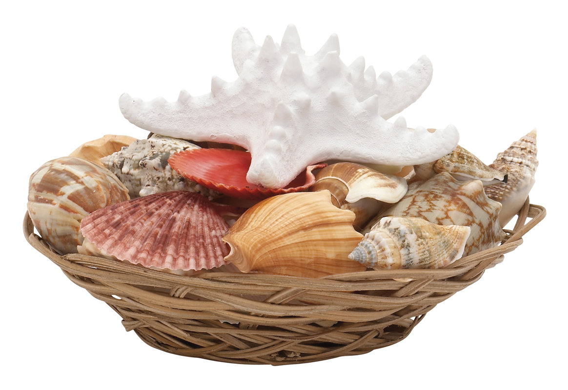 Woodland Imports Seashell Decorative Bowl & Reviews Wayfair