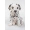 dalmatian puppy statue