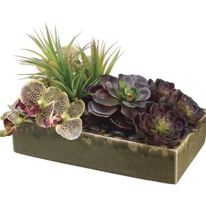 Echeveria/Phalaenopsis Orchid/Yucca in Ceramic Container
