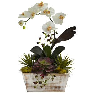 Orchid and Succulent Garden Desk Top Plant in Planter