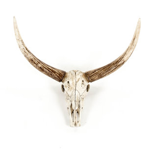 Bull Skull Wall Decor Wayfair Bull Skull Wall Décor