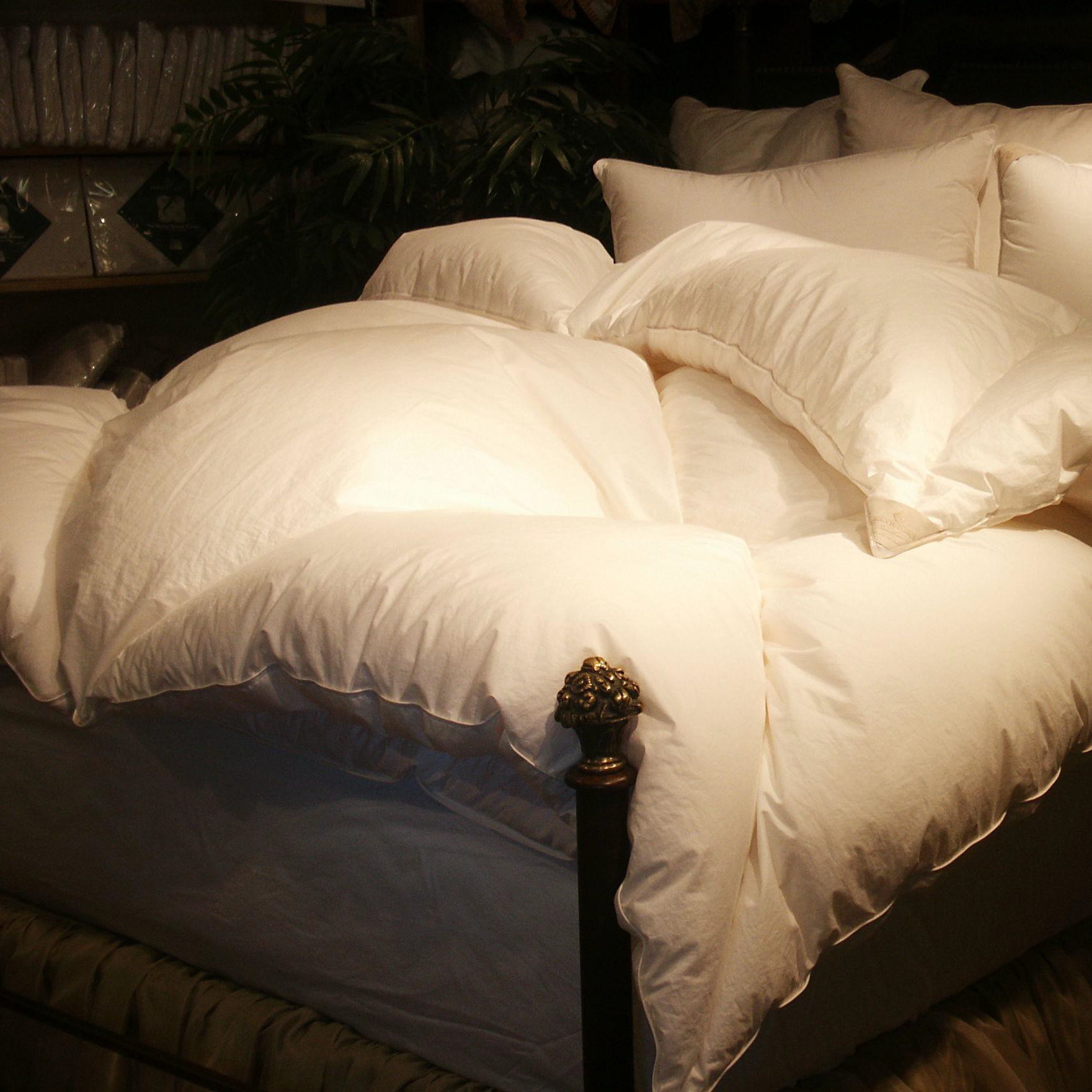 Down to Basics Down Comforter & Reviews Wayfair