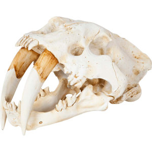Sabretooth Skull Replica