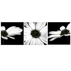 Monochrome Flower 3 Piece Photographic Print on Canvas Set