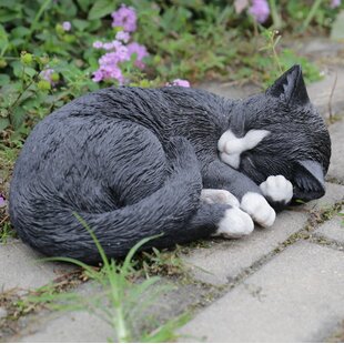 View Black and White Cat Lying and Sleeping