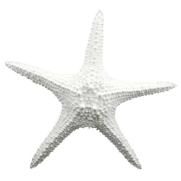 Starfish Wall Décor