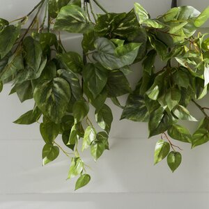 Pothos Hanging Bush Ivy Plant