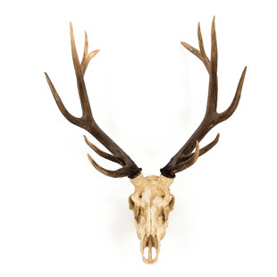 White Deer Decor Wayfair Deer Skull Wall Décor