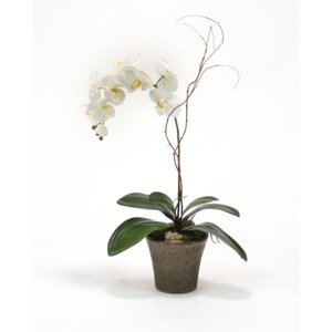 Cream-White Phalaenopsis Orchid Plant in Orchid Pot (Set of 2)