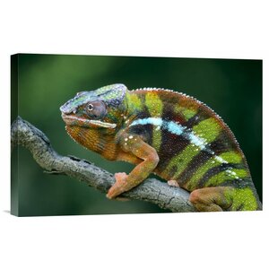 'Panther Chameleon Male' Photographic Print on Canvas
